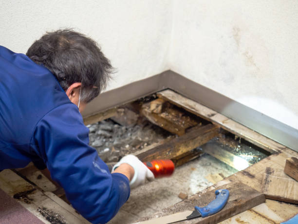West Frankfort, IL Mold Removal Company