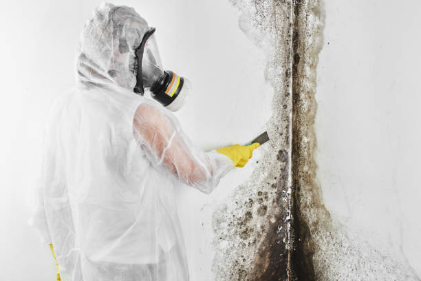 Best Best Mold Removal Companies  in West Frankfort, IL
