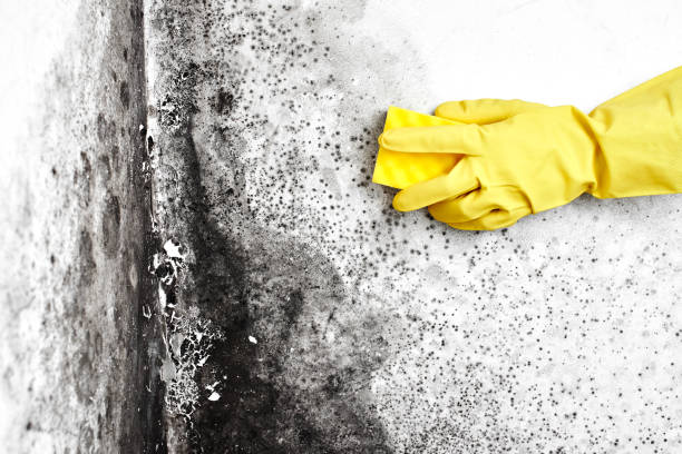 Best Mold Testing and Removal  in West Frankfort, IL