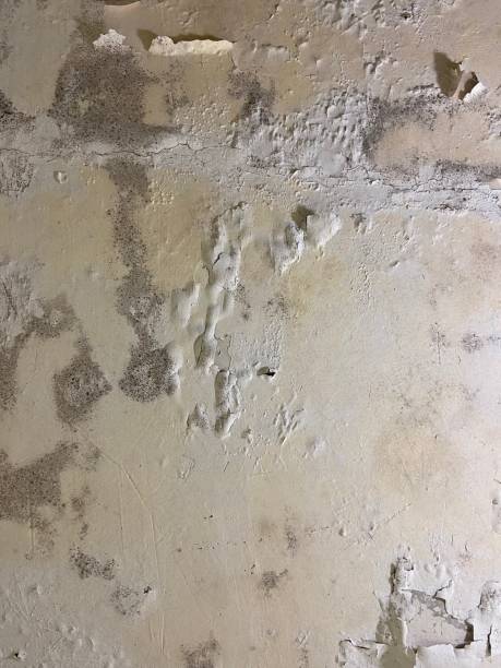 Mold Testing and Removal in West Frankfort, IL