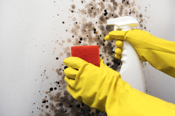 Best Commercial Mold Removal  in West Frankfort, IL