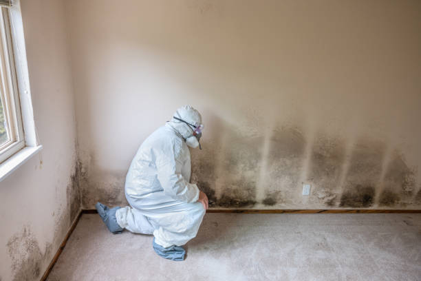 Certified Mold Removal in West Frankfort, IL