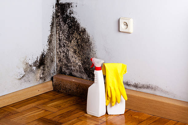 Best Attic Mold Removal  in West Frankfort, IL