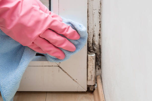 Best Same-Day Mold Removal  in West Frankfort, IL